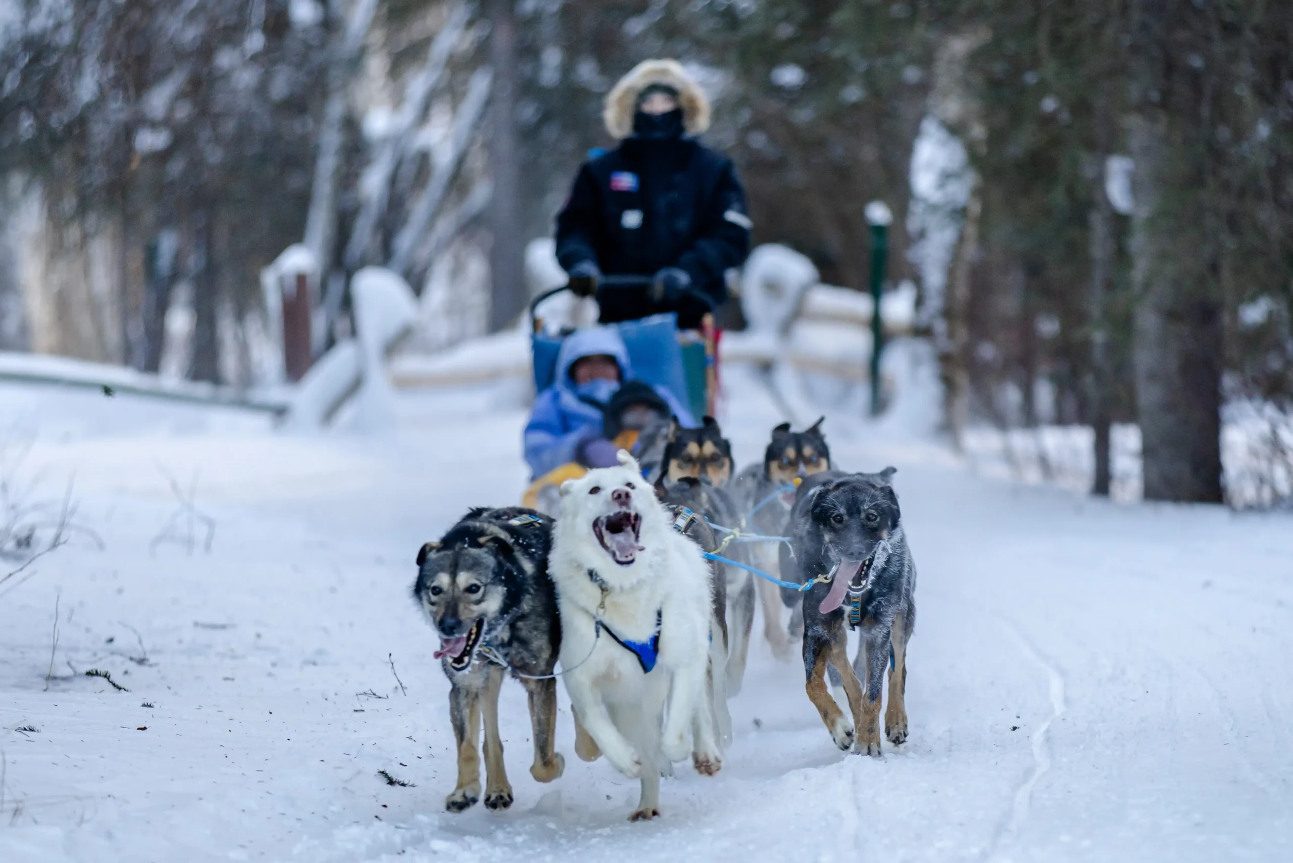 Dog sledding — Fairbanks, Alaska